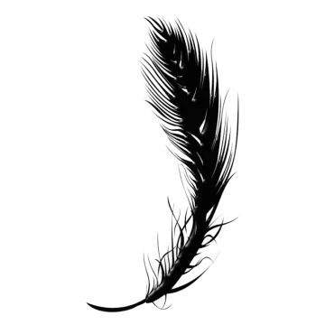 a black feather on a white background