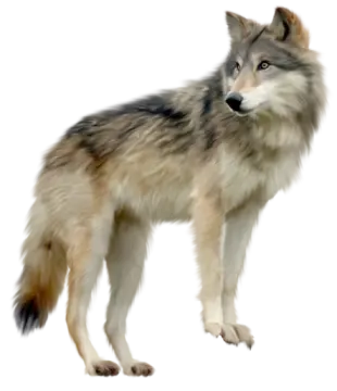 a wolf standing in front of a white background