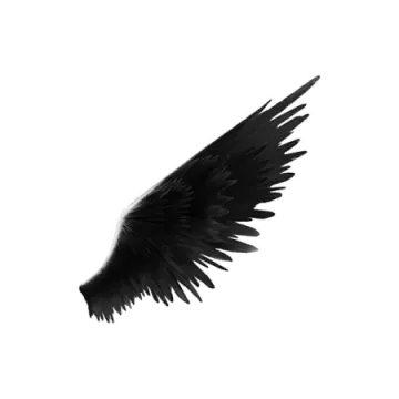 a black feather on a white background