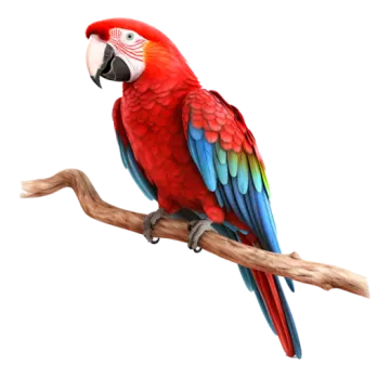 a red and blue parrot perched on a branch