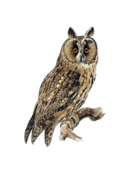 an owl sitting on top of a tree branch