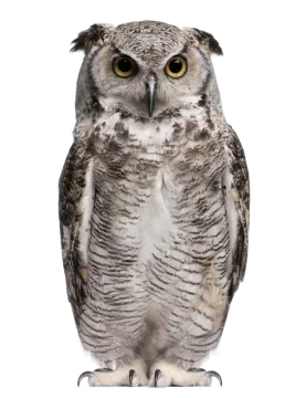 an owl sitting on top of a white surface