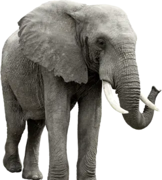 an elephant standing in front of a white background