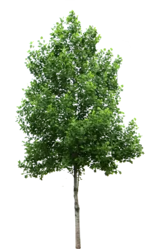 a tree on a white background
