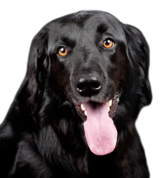 a close up of a dog with its tongue out