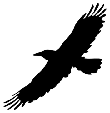 a bird silhouetted on a white background