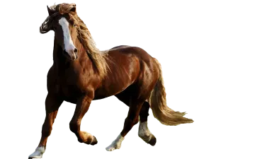 a brown horse running on a white background