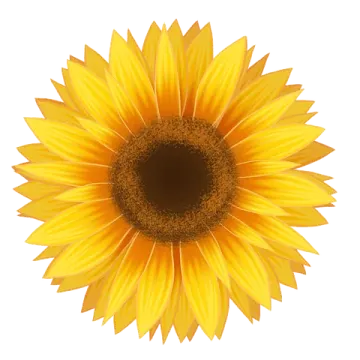 a sunflower on a white background