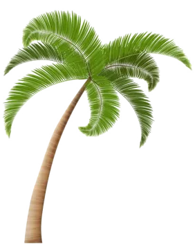 a palm tree on a white background