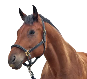a close up of a horse's head