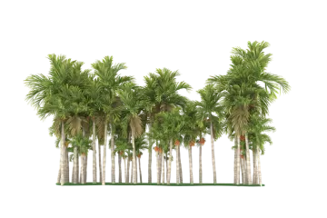 a row of palm trees