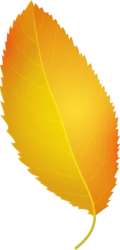 a yellow leaf