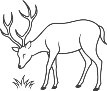 a deer standing in the grass coloring page