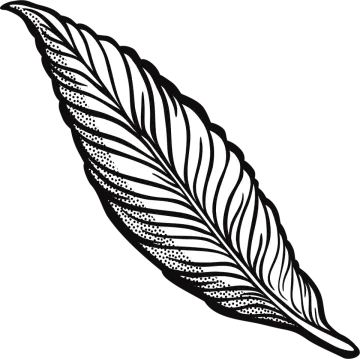 a black and white drawing of a feather