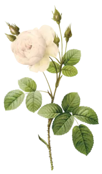 a white rose with green leaves