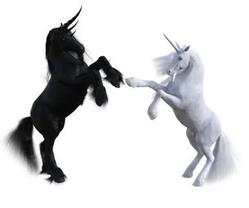 two black and white horses