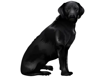 a black labrador dog sitting on the ground