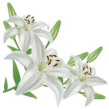 three white lily flowers with green leaves