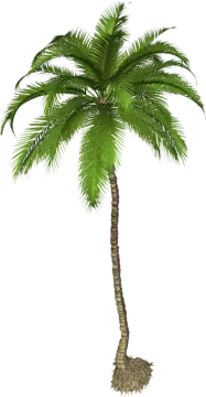 a palm tree on a white background