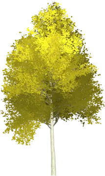 a tree with yellow leaves on it