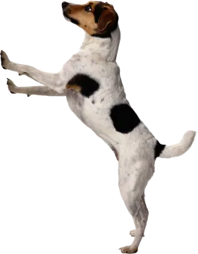a dog jumping in the air to catch a ball
