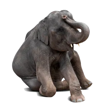 an elephant sitting on the ground with its trunk up