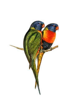 two colorful birds sitting on a branch