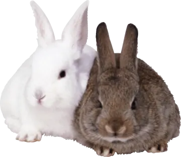 two rabbits sitting next to each other rabbit