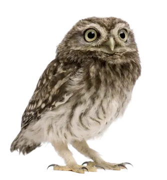 a small owl standing on its hinds
