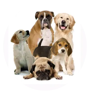 a group of dogs