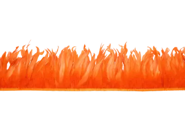orange feathers on a white background
