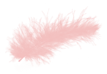 a pink feather on a white background