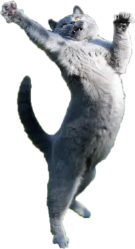a cat jumping in the air