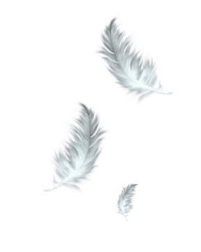 three white feathers on a white background