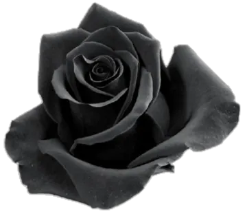 a black rose on a white background