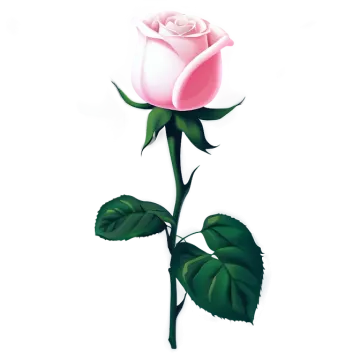 a pink rose on a white background