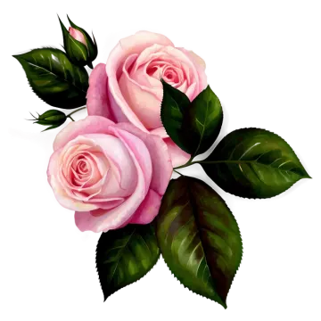 two pink roses with green leaves on white background