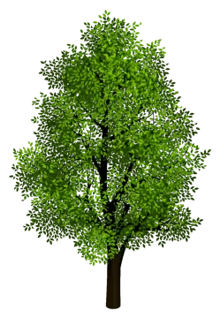 a green tree on a white background