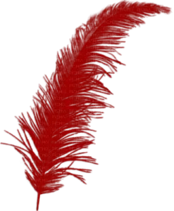 a red feather on a white background