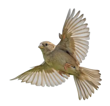 a small bird flying through the air