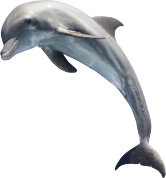 a dolphin jumping in the air