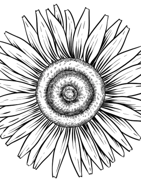 a black and white drawing of a sunflower
