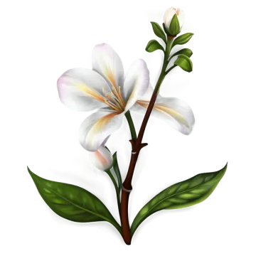 two white flowers with green leaves on white background