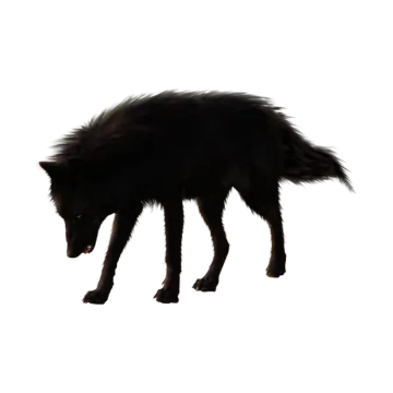 a black dog walking on a white surface