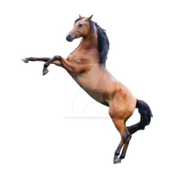 a horse is jumping in the air