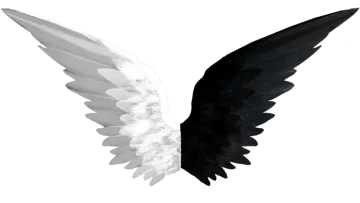 a black and white bird with its wings spread