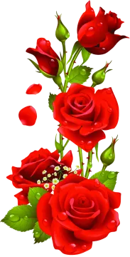 a bunch of red roses on a white background