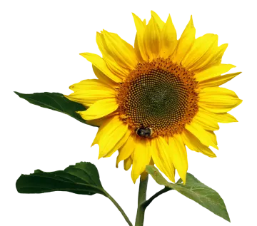 a yellow sunflower with green leaves on a white background