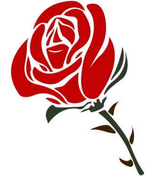 a red rose on white background