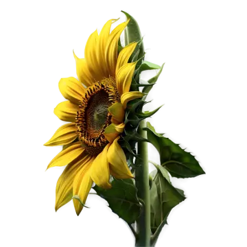 a sunflower in a vase